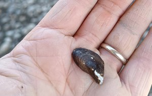 Alien species Dreissena polymorpha identified on the Tevere River