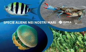 Alien species in our seas