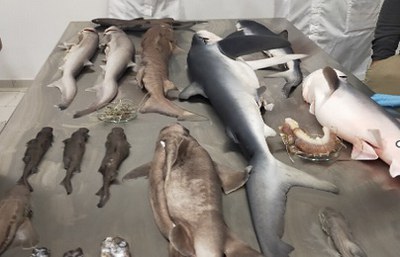 The Barcelona Convention: ISPRA at the practical training course for the conservation of cartilaginous fish of the Adriatic Sea and beyond The Barcelona Convention: ISPRA at the practical training course for the conservation of cartilaginous fish of the Adriatic Sea and beyond