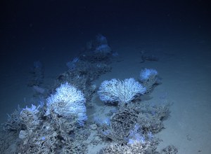 Il ‘Nautilus’ di ISPRA scopre foreste di coralli tra le montagne sommerse del Mediterraneo